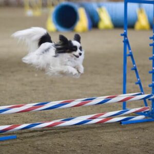 Agility Fortsättning inomhus